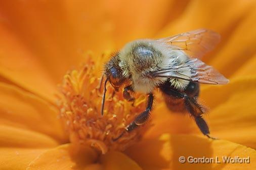 Bee On An Orange Flower_50965.jpg - Photographed at the Ornamental Gardens in Ottawa, Ontario, Canada.